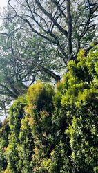 Bin Tong Park (D10), Detached #460160431